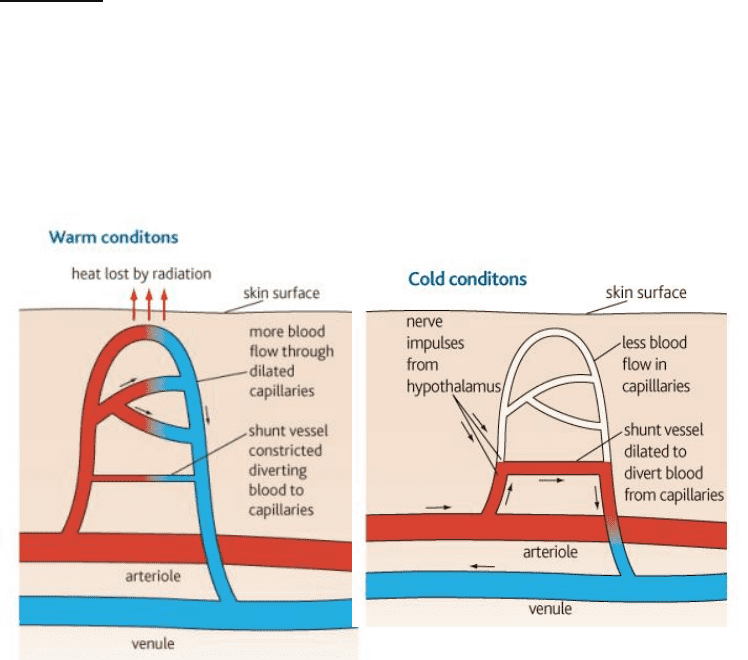 BIOB34H3 Lecture 11 Thermoregulatory Strategies OneClass