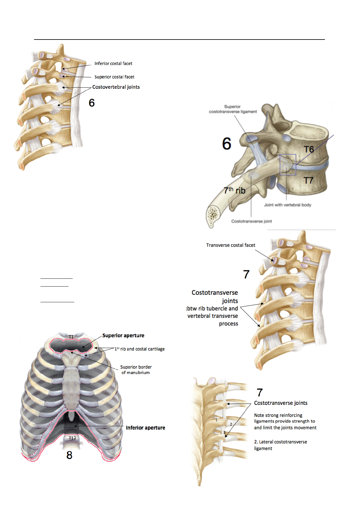 ANAT20006 Lecture Notes Winter 2017, Lecture 23 Transverse Costal
