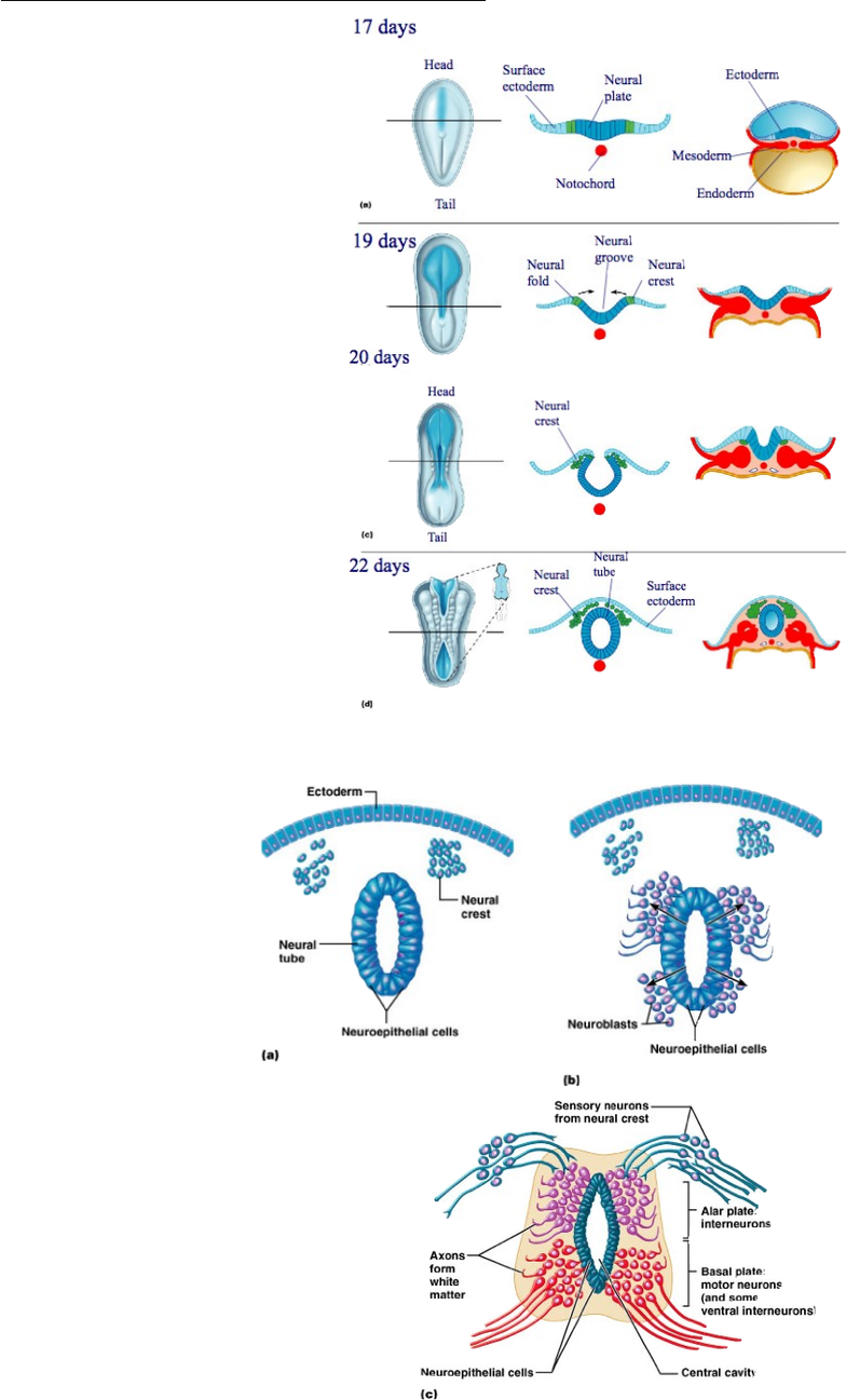 Anatomy and Cell Biology 3319 Lecture Notes Fall 2014, Lecture 4