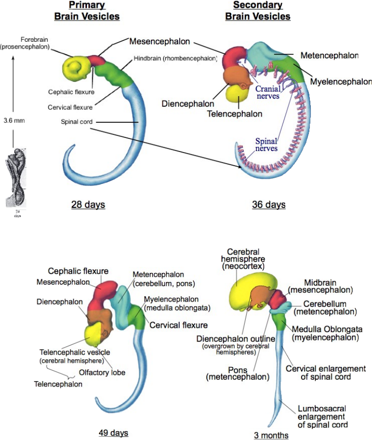 Anatomy and Cell Biology 3319 Lecture Notes Fall 2014, Lecture 4