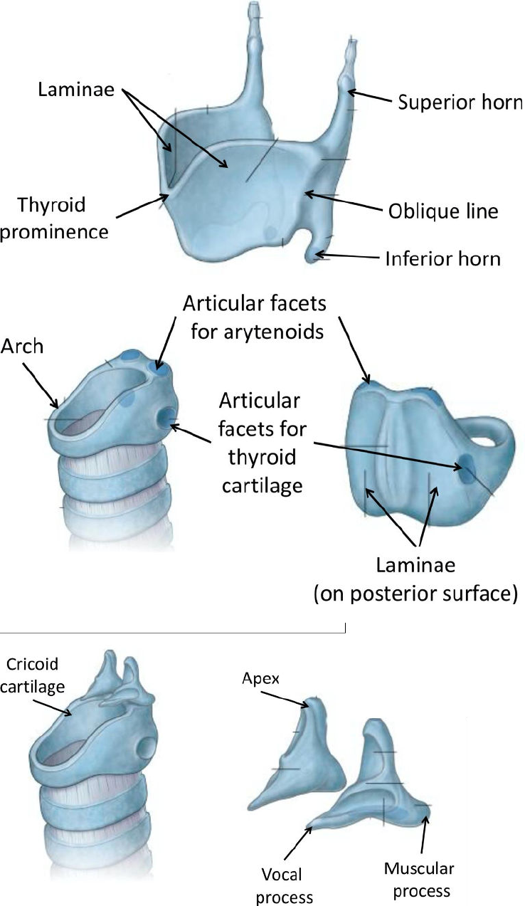 Kinesiology 3222A/B Lecture Notes Winter 2020, Lecture 9 Hyaline