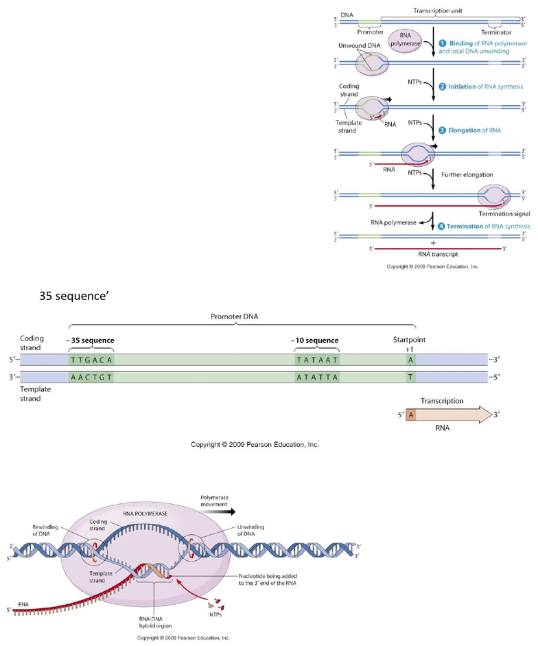 BI236 Lecture Notes Winter 2019, Lecture 8 Transcription
