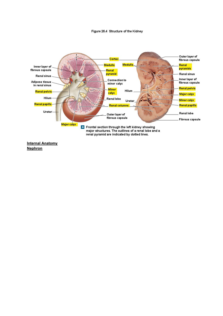 NURS 106 Lecture Notes - Fall 2018, Lecture 40 - Renal Papilla, Renal