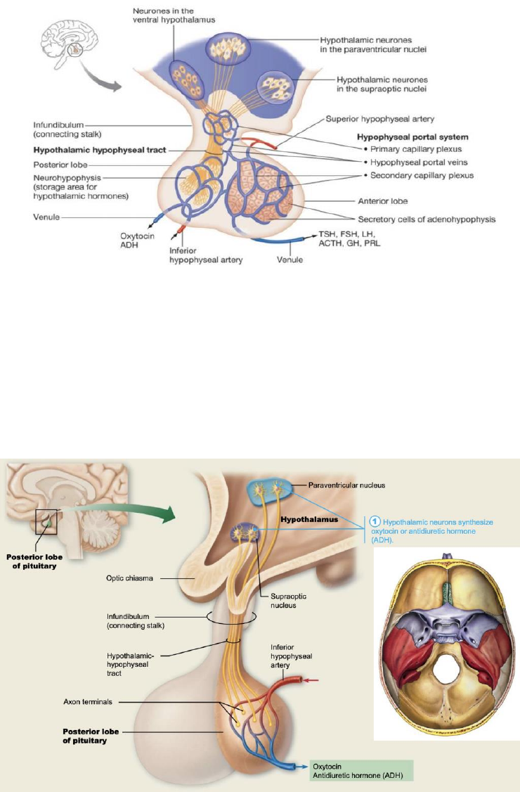 BIOM2071 Lecture Notes - Fall 2019, Lecture 8 - Hypophyseal Portal