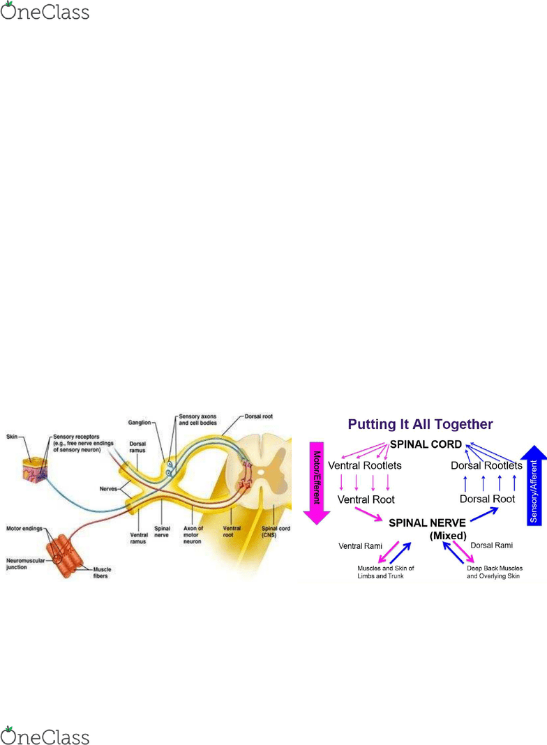 Anatomy and Cell Biology 3319 Lecture Notes - Fall 2016, Lecture 15