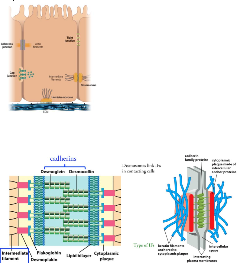 BIOB10H3 Lecture Notes Summer 2019, Lecture 11 Adherens Junction