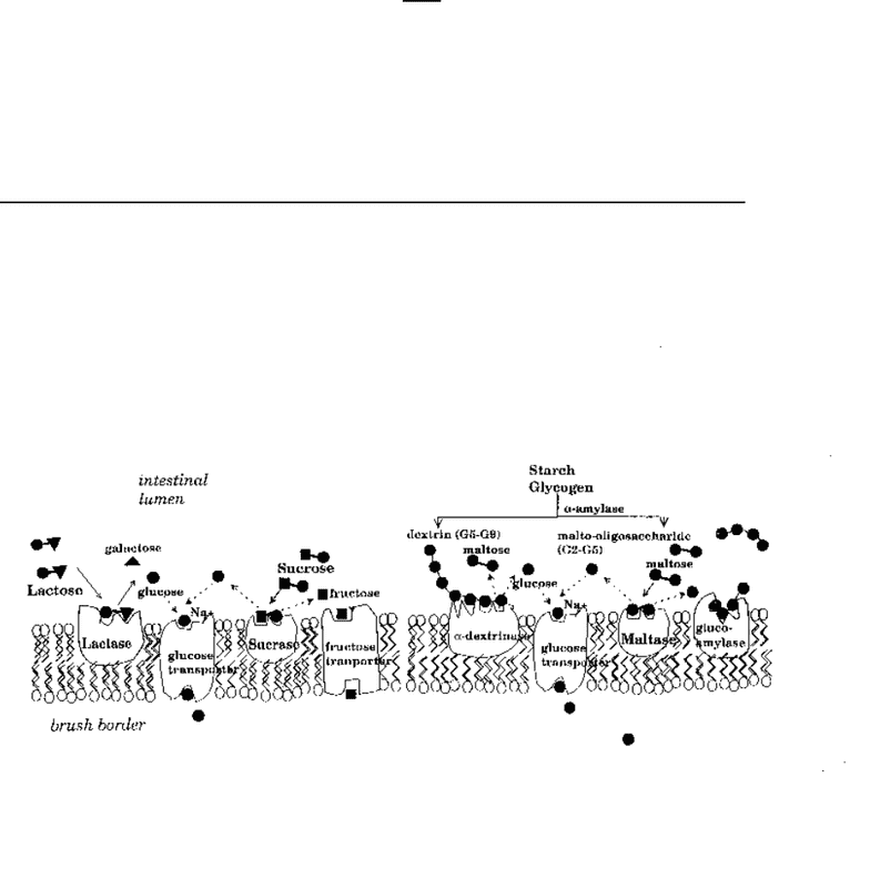 NUTR 4320 Study Guide Winter 2016, Final Hydrogen Breath Test