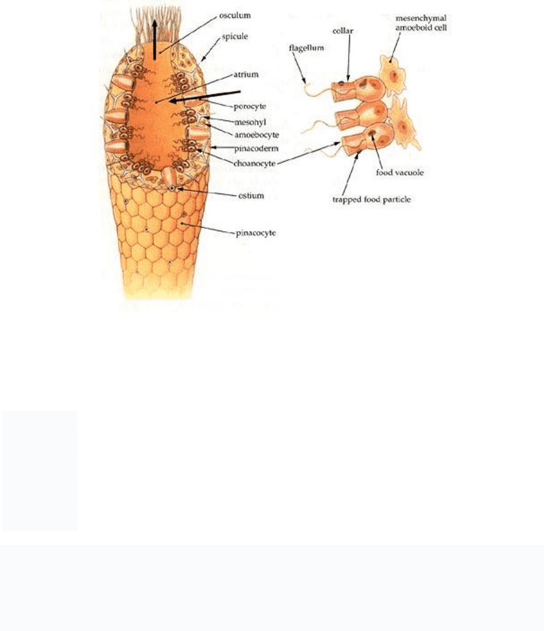 BIOL10004 Study Guide Spring 2017, Final Calcareous Sponge, Sponge