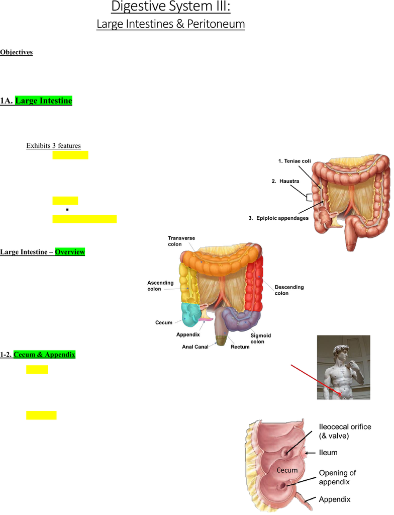Anatomy and Cell Biology 3319 Lecture Notes Summer 2019, Lecture 42