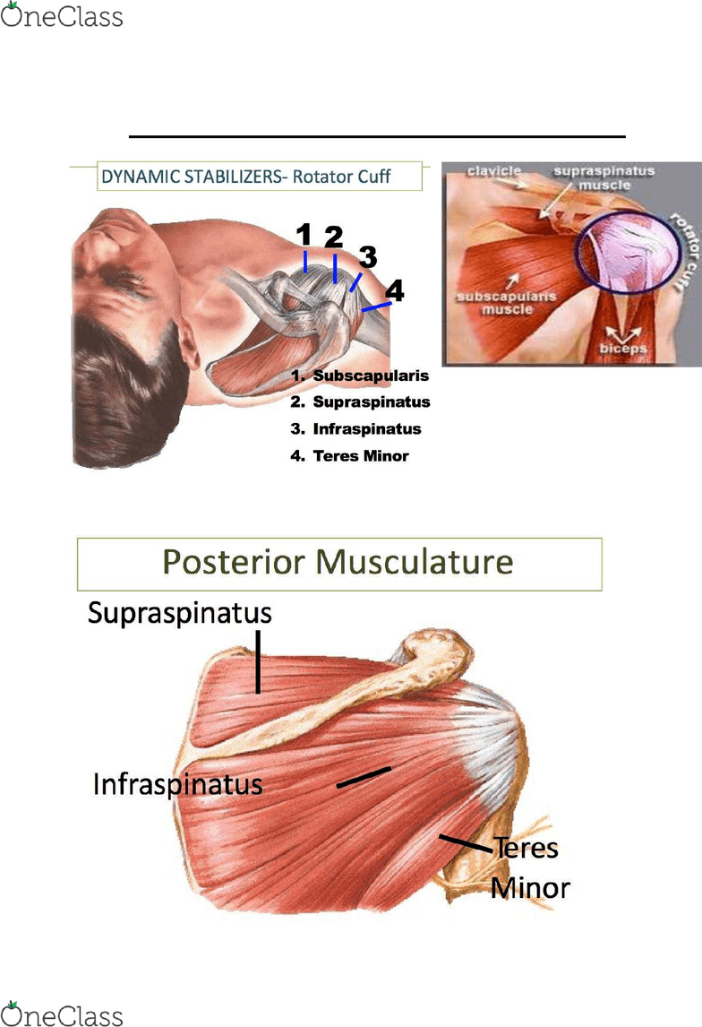 Kinesiology 2236A/B Lecture Notes Winter 2017, Lecture 12 Sprain, Palpation, Rotator Cuff Tear