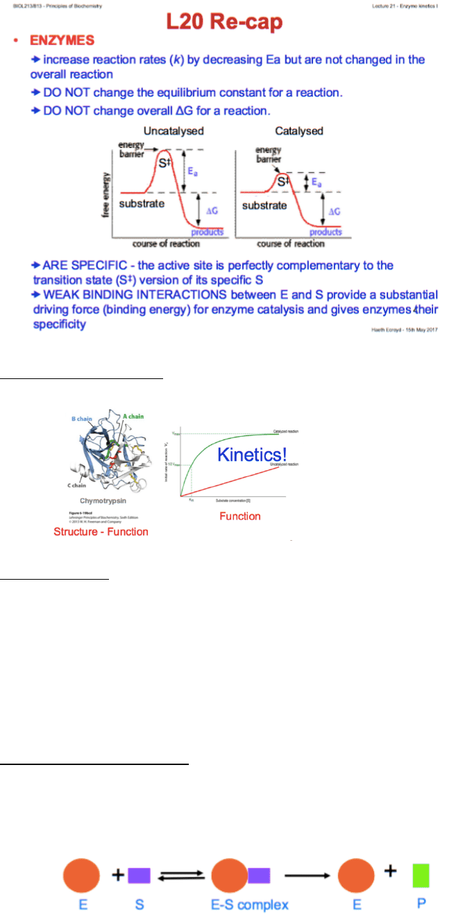 BIOL213 Lecture Notes Fall 2017, Lecture 12 Enzyme Enzyme