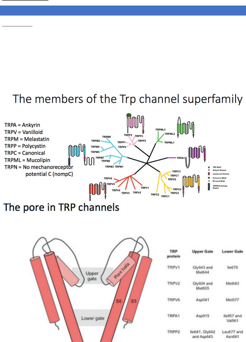 PHSI3009 Lecture 13 trp channels OneClass