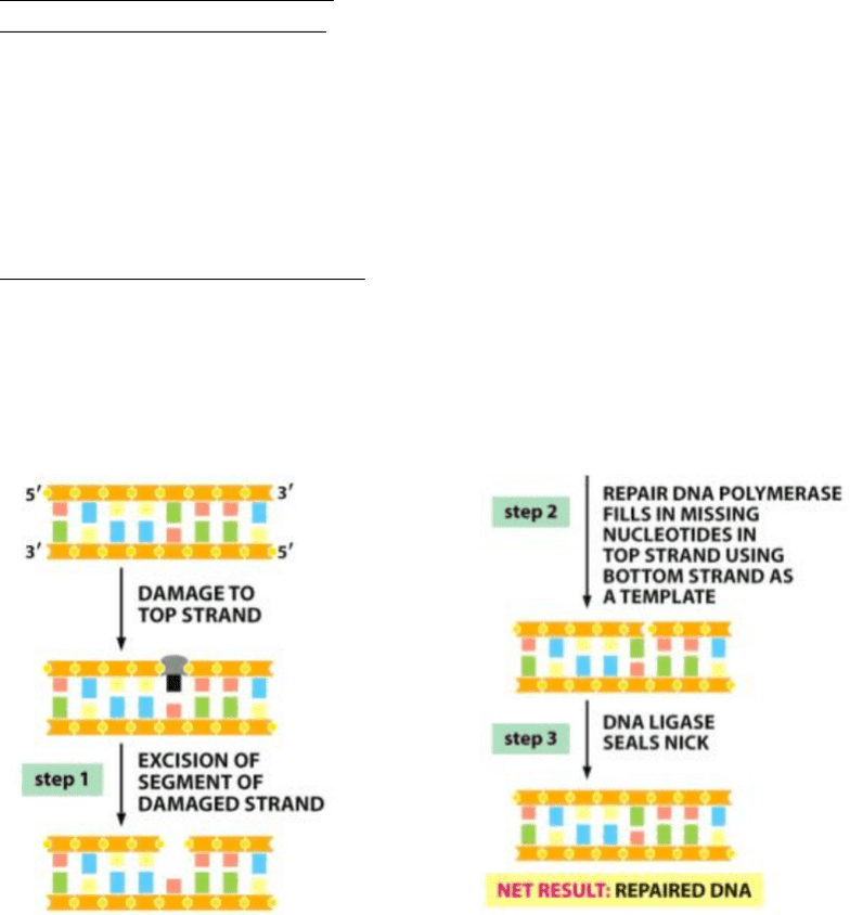 Biochemistry 2280A Lecture Notes Fall 2016, Lecture 18 Dna Mismatch