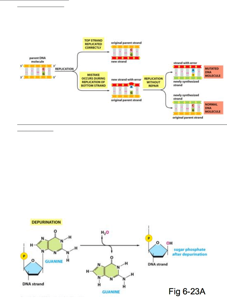 Biochemistry 2280A Lecture Notes Fall 2016, Lecture 18 Dna Mismatch