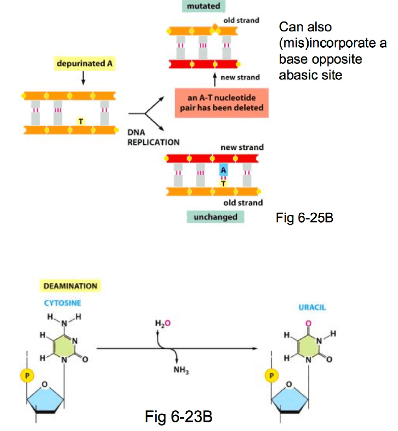Biochemistry 2280A Lecture Notes Fall 2016, Lecture 18 Dna Mismatch
