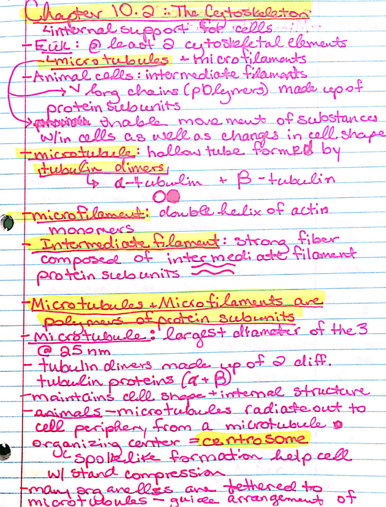 BIO 1801 Chapter 10.2, 11.1, 11.2: Chapter 10.2 The Cytoskeleton