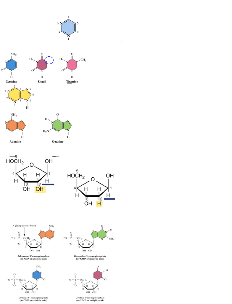 Dna Rna Nucleotides Homework Help✏️ Buy a compare and contrast essay❤️️