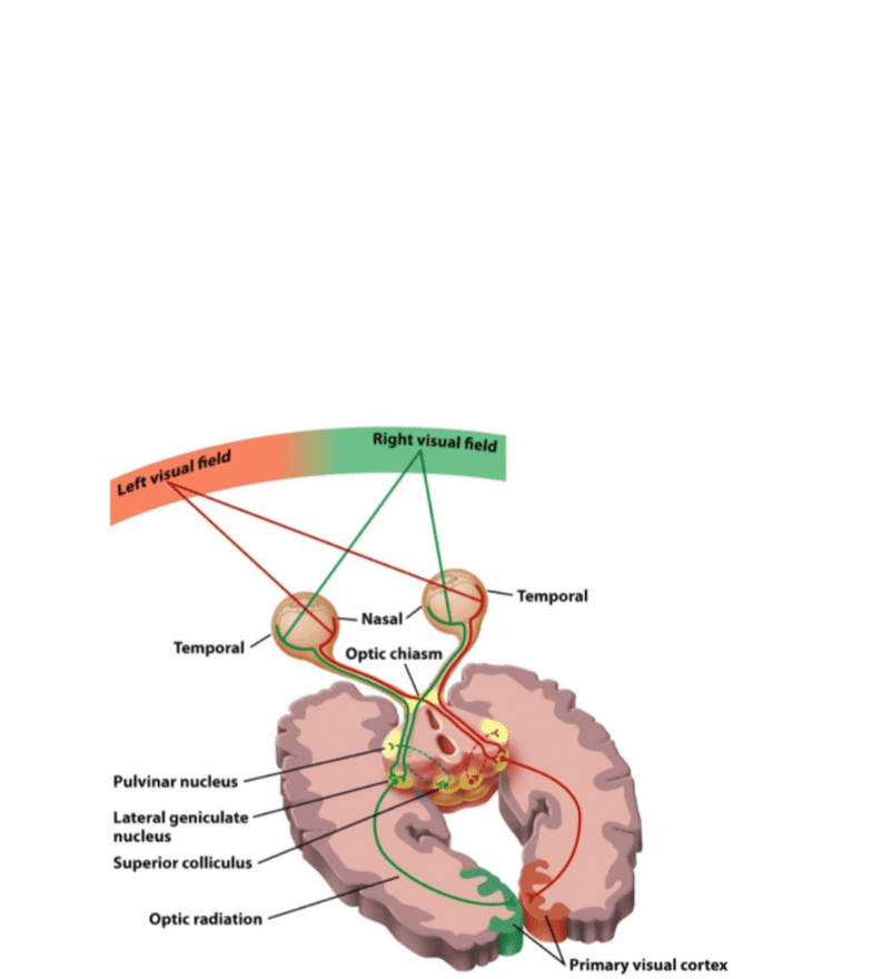 PSYC 101 Lecture Notes Fall 2018, Lecture 16 Lateral Geniculate