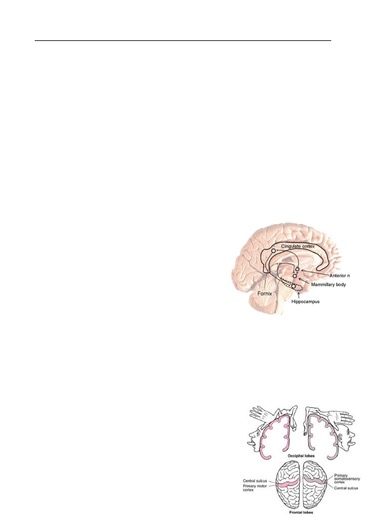 PSYC20006 Lecture Notes - Summer 2017, Lecture 10 - Papez Circuit