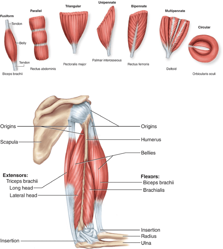 BIOL 1050H Study Guide Fall 2017 Final Triceps Brachii Muscle 