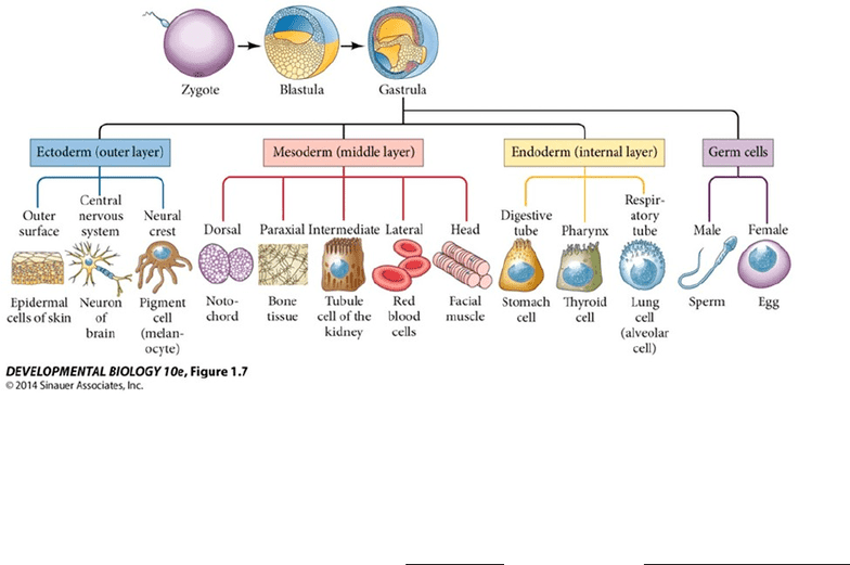 Biology 3338A Study Guide Fall 2014, Midterm Desmosome, Zygosity