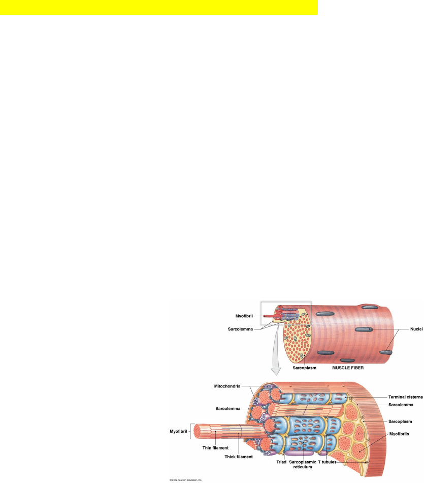BIOL125 Lecture Notes Fall 2018, Lecture 5 Endomysium, Ultimate