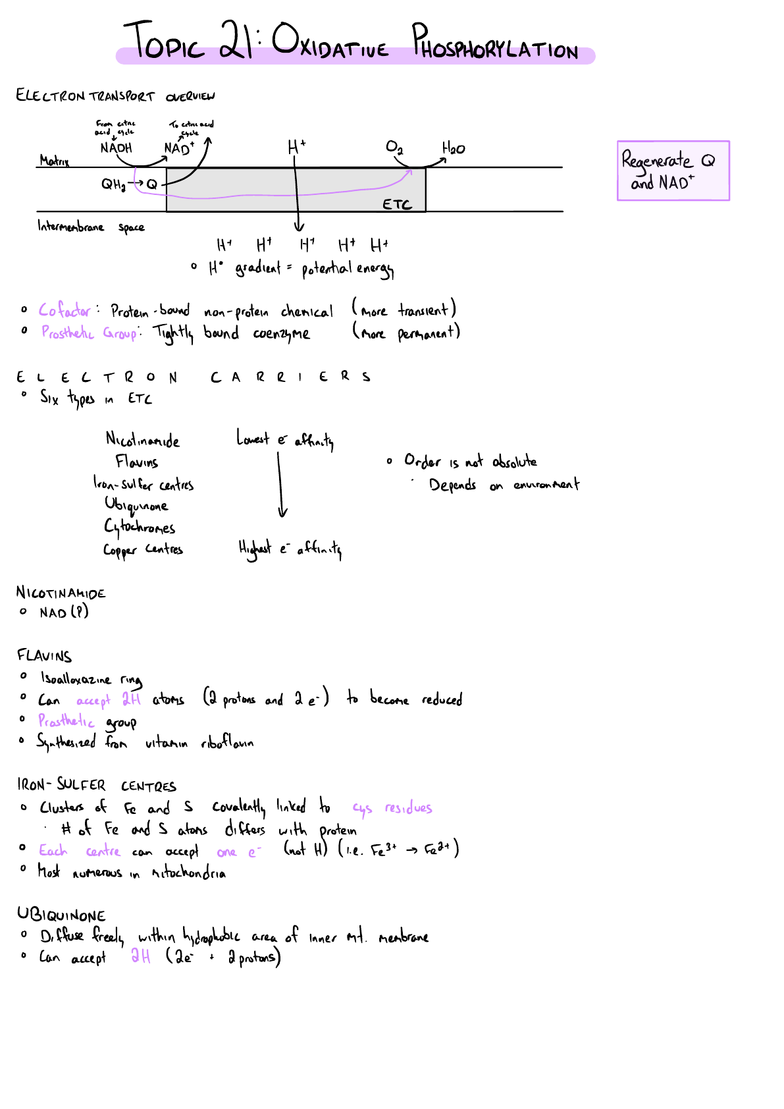 Biochemistry 2280A Final: Topic 21_ Oxidative Phosphorylation 2 - OneClass