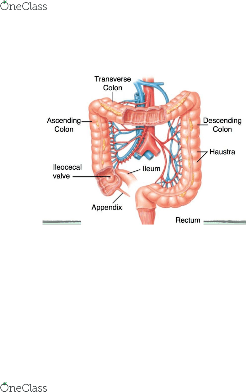 Physiology 3120 Lecture Notes Winter 2017, Lecture 4 Ileocecal